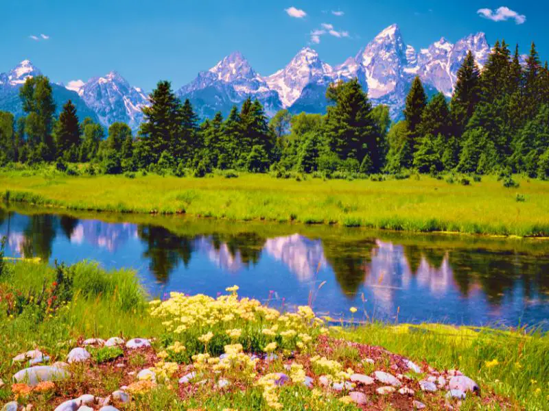 Grand Teton spring flowers