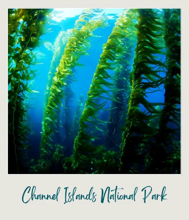 Group of green kelps underwater in Channel Islands National Park.