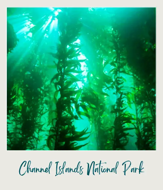 Group of green kelps underwater in Channel Islands National Park.