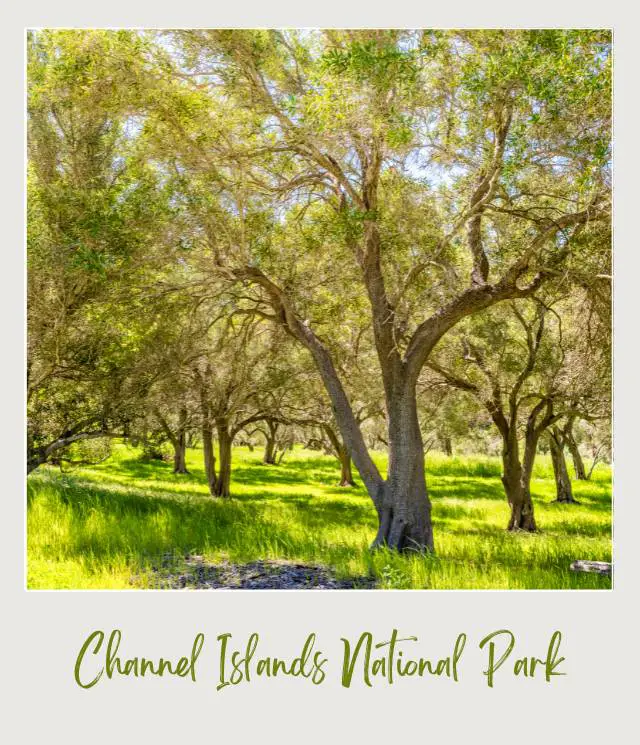 Trees and below are grasses during the day in Channel Islands National Park.