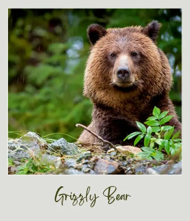 10 Fun Facts About North Cascades National Park View of a grizzly bear