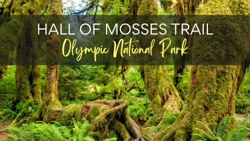 Mossy trees and ferns, with the text, Hall of Mosses Trail Olympic National Park.