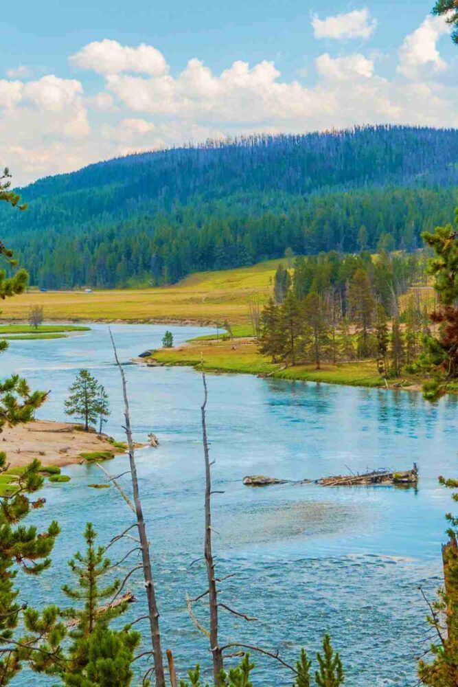 River and woods in Hayden Valley in Yellowstone National Park