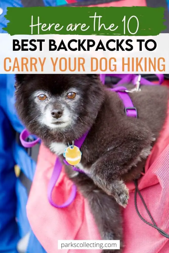 Best Backpacks to Carry Your Dog Hiking