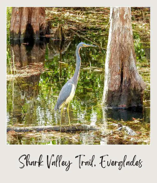 The Best Winter Hikes in the US National Parks Heron in Shark Valley Trail Everglades National Park