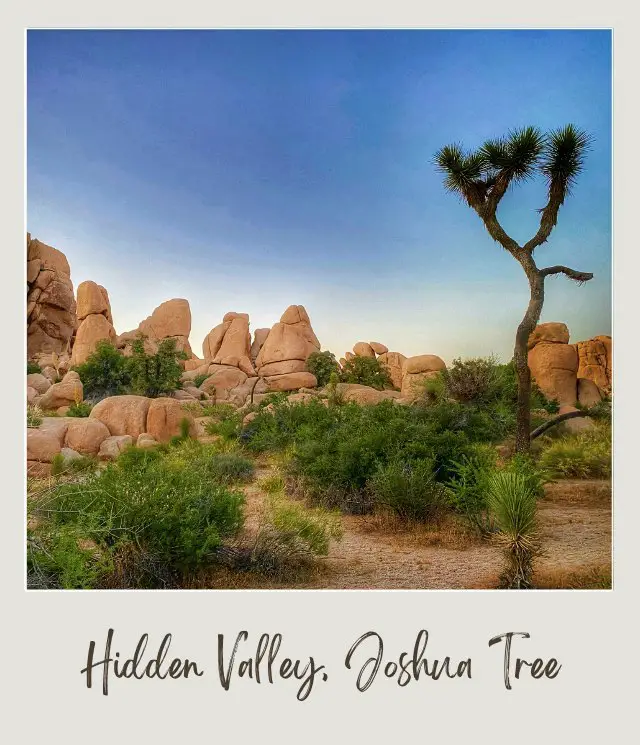 View of a Joshua tree and bushes and in the background are mountains in Hidden Valley Joshua Tree National Park.