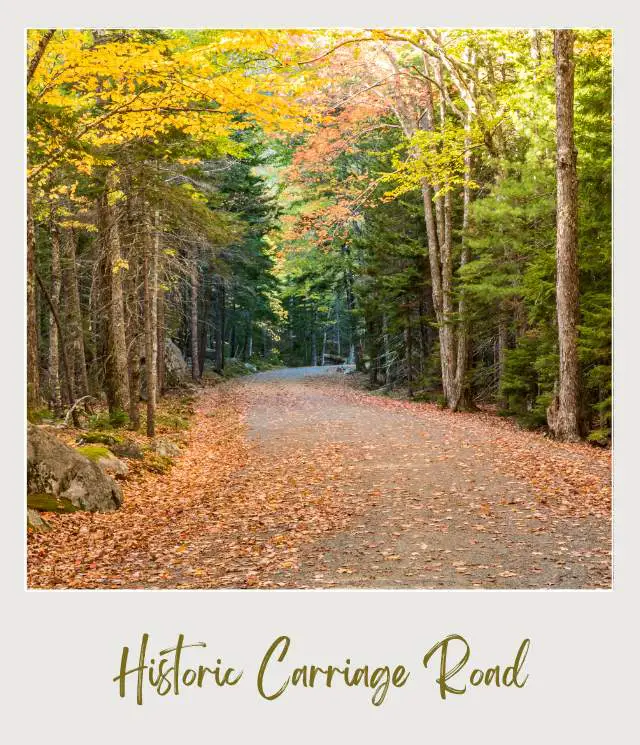 Curve road surrounded with trees and fallen leaves on the ground in Carriage Road Acadia National Park