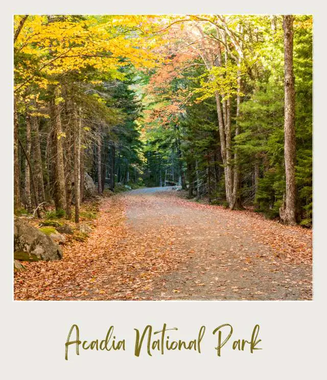 Curve road surrounded with trees and fallen leaves on the ground in Carriage Road Acadia National Park