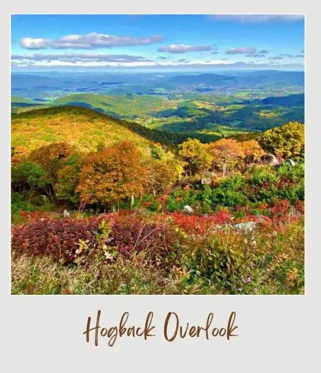 low bushes in foreground with tree covered hills behind with fall colors seen from Hogback Overlook in Shenandoah National park