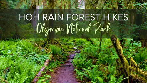 A trail surrounded by mossy trees and ferns, with the text,Hoh Rain Forest Hikes Olympic National Park.