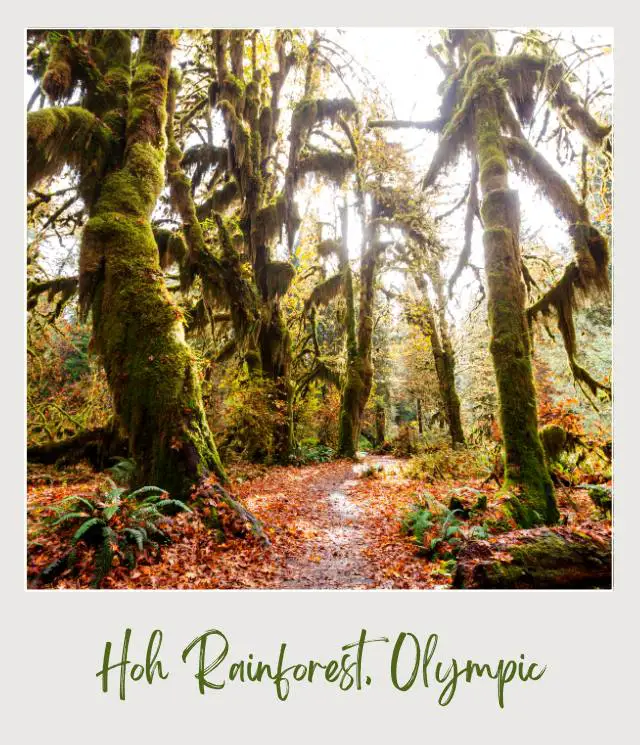 A path winding through a lush, green forest with tall trees covered in moss at the Hoh Rainforest, Olympic National Park