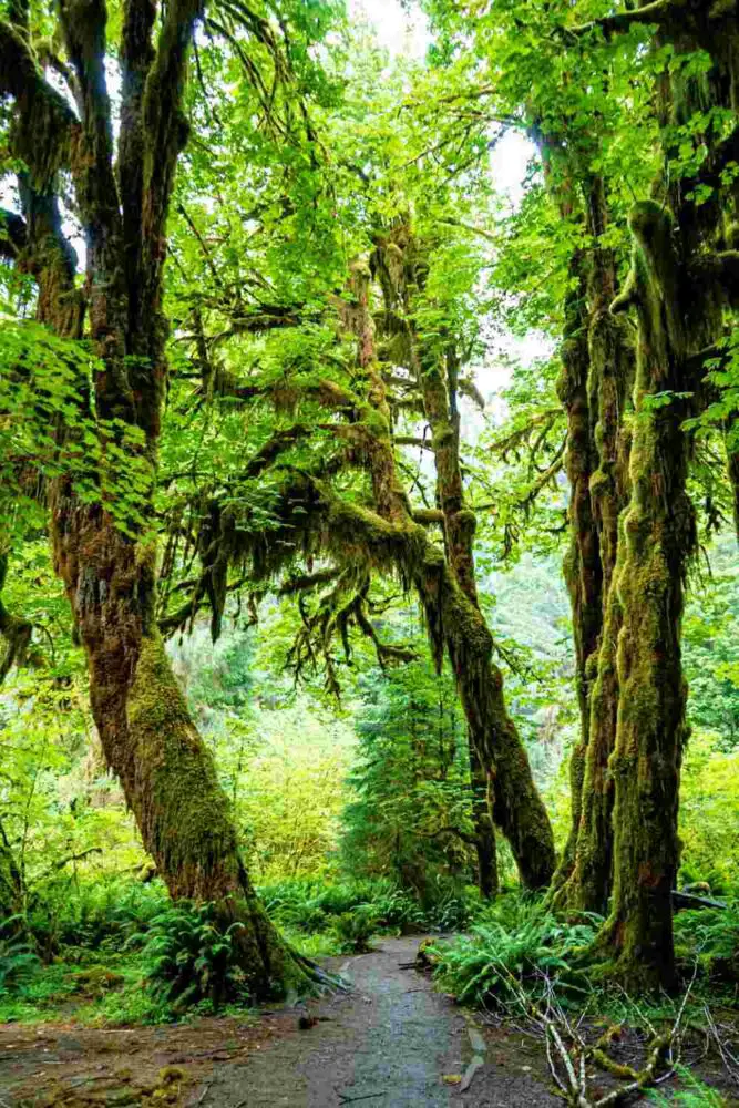 Hoh Rainforest Olympic National Park