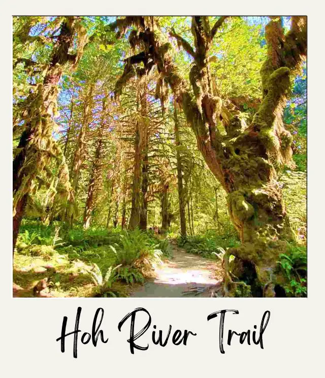 Hoh River Trail Olympic National Park 1