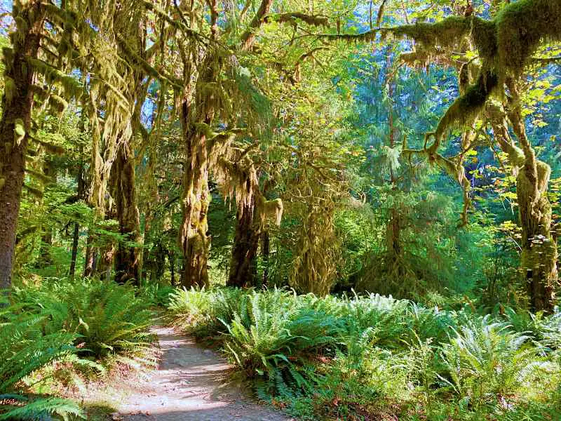 Hoh River Trail Olympic National Park 2