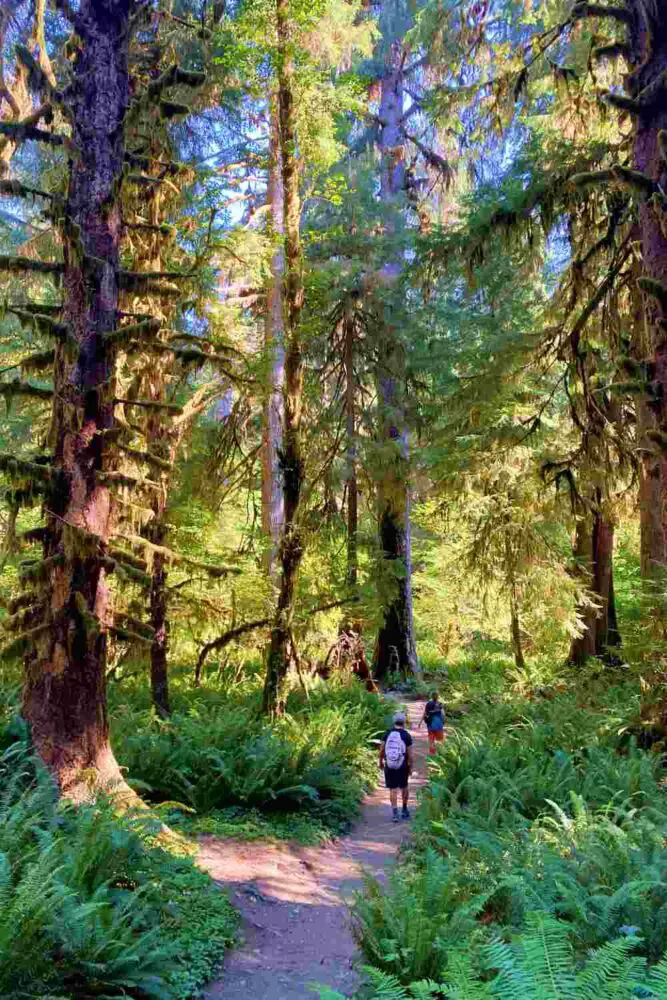 Two people walking through a small road surrounded by mossy trees and ferns in Hoh River Trail Olympic National Park