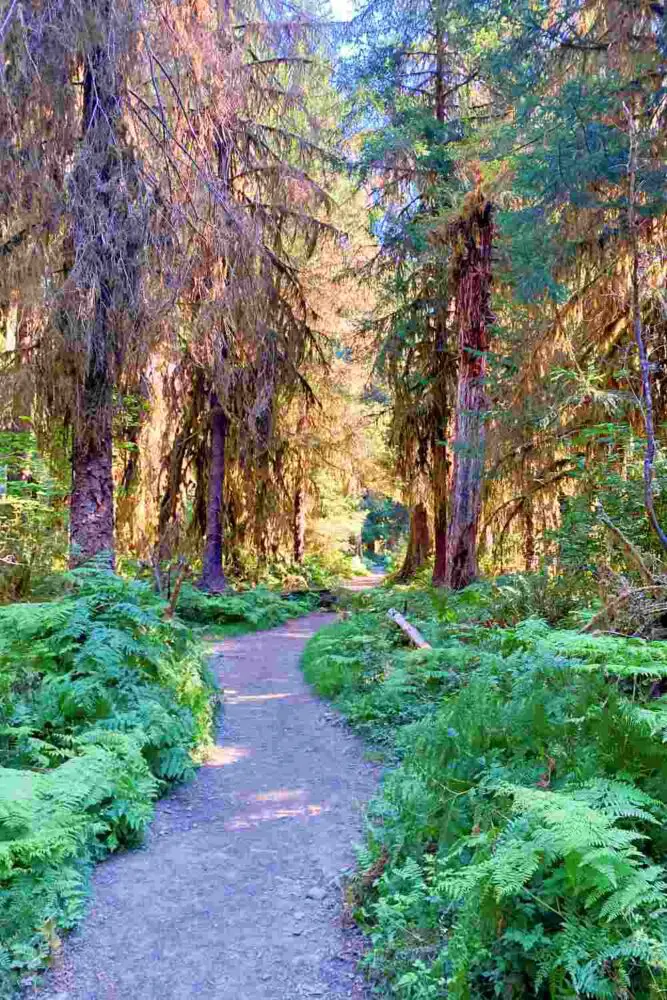 Hoh River Trail Olympic National Park