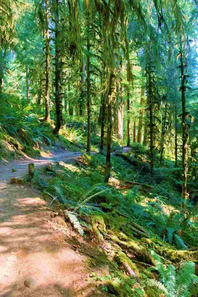 Hoh River Trail goes along top of gully