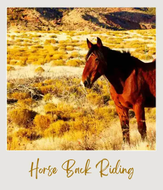 A horse and behind are huge red rock cliffs and bushes in Zion National Park