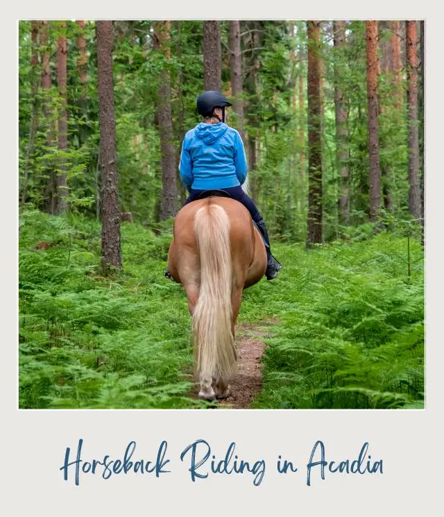 A person riding horses in the middle of trees and surrounded by dried leaves in Acadia National Park