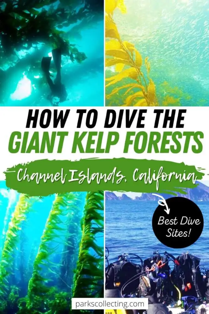 How to Dive the Giant Kelp Forests in the Channel Islands California