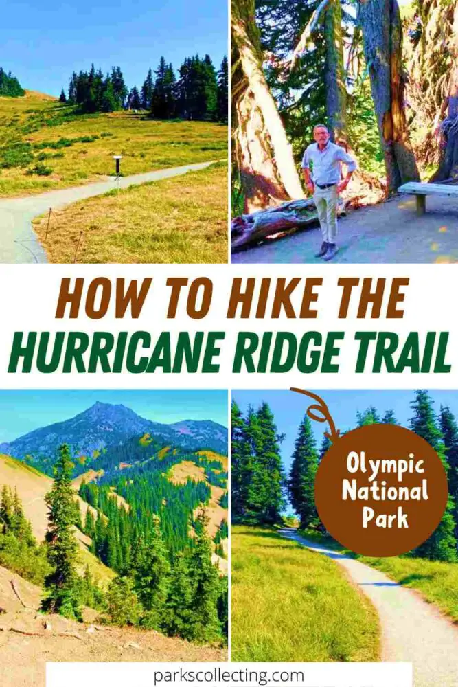 Four photos: a small road surrounded by trees and grasses; a man standing surrounded by trees; mountains surrounded by trees; and a small road surrounded by grasses and trees, with the text in the middle that says, HOW TO HIKE THE HURRICANE RIDGE TRAIL Olympic National Park
