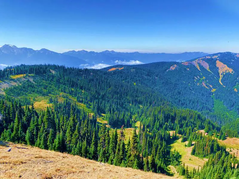 Aerial photo of mountains filled with trees in Hurricane Ridge.