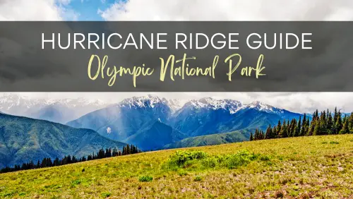 View of a grassfield and behind are snowcapped mountains and trees, with the text, Hurricane Ridge Guide Olympic National Park.