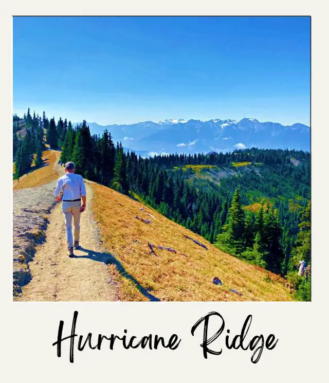 A view of a man walking through the winding path with a snow-capped mountains and lush green valleys on the background at Hurricane Ridge Olympic National Park