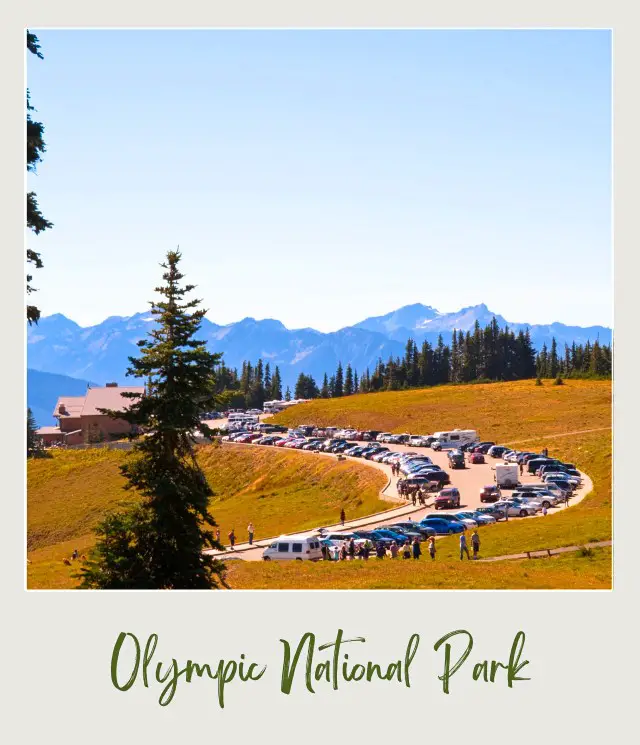 Hurricane Ridge Park Olympic National Park