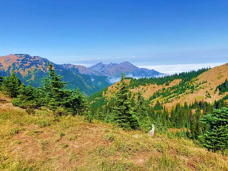 A photo of mountains filled with trees in Hurricane Ridge.