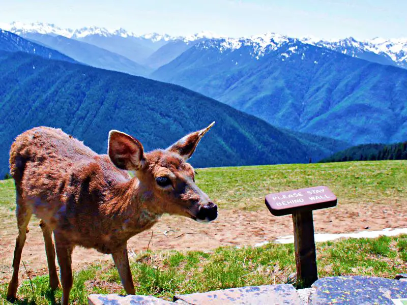 A photo of a deer and beside is a signage that says Please Stay Behind Wall, and behind are mountains filled with trees in Hurricane Ridge Olympic National Park