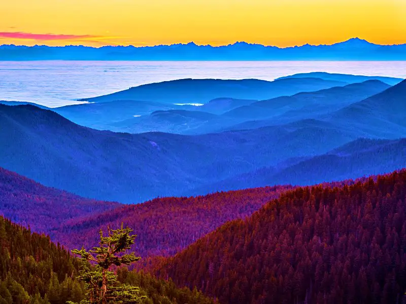 Aerial photo of trees, mountains, and oceans in Hurricane Ridge.