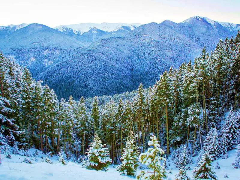 snow-capped mountains and trees in Hurricane Ridge Olympic National Park