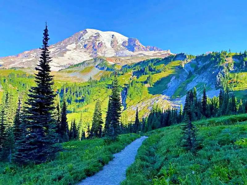 A small road surrounded by trees and green plants below the snow-capped mountain in Skyline Trail Mt Rainier National.
