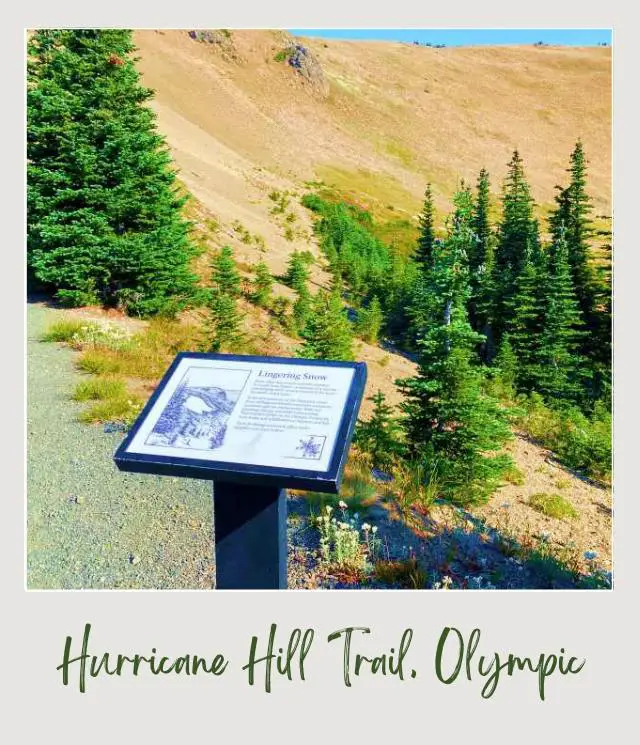Hurricane Hill Trail Guide Black stand in the middle of Hills surrounded by trees in Hurricane Hill