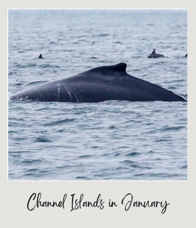 View of the humpback whale in the ocean in Channel Islands National Park.