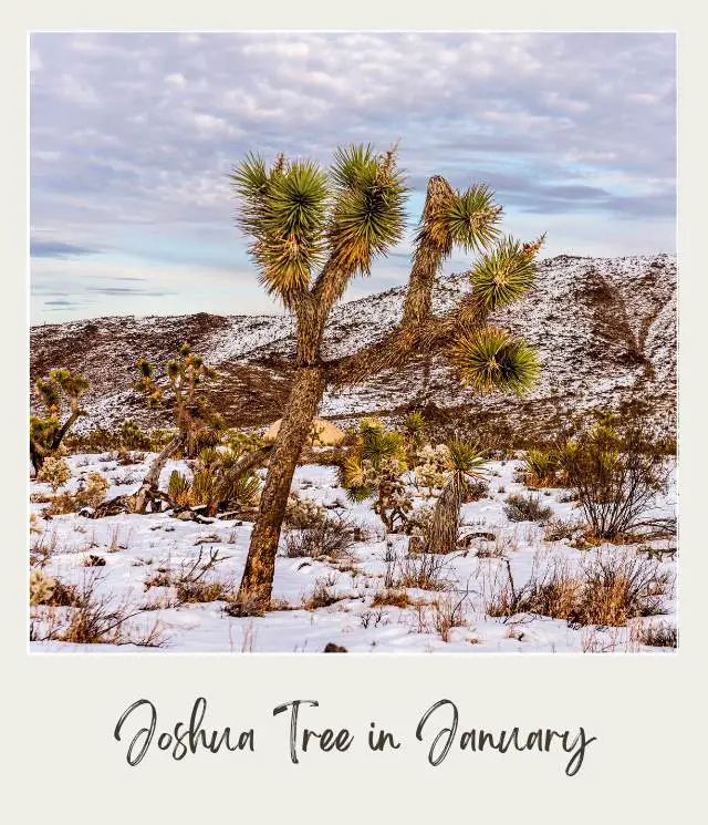 View of Joshua Trees and other plants on the ground covered with snow and behind are snowcapped mountains in Joshua Tree National Park.