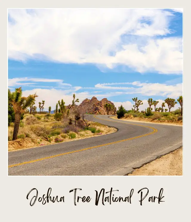 View of a bent road in the middle of the plain field in Joshua Tree National Park.