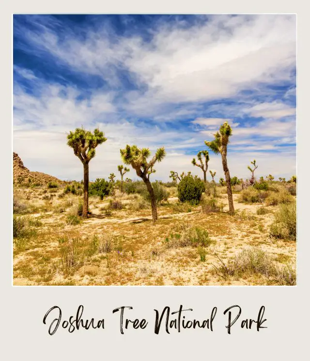 Joshua trees and bushes under the blue sky in Joshua Tree National Park.