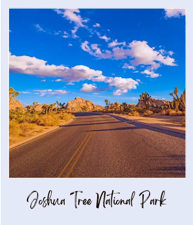 View of a road along the fields and Joshua Trees during sunny day in Joshua Tree National Park