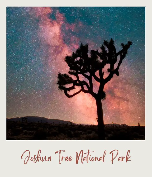 Joshua trees and rocks in Joshua Tree National Park during night time