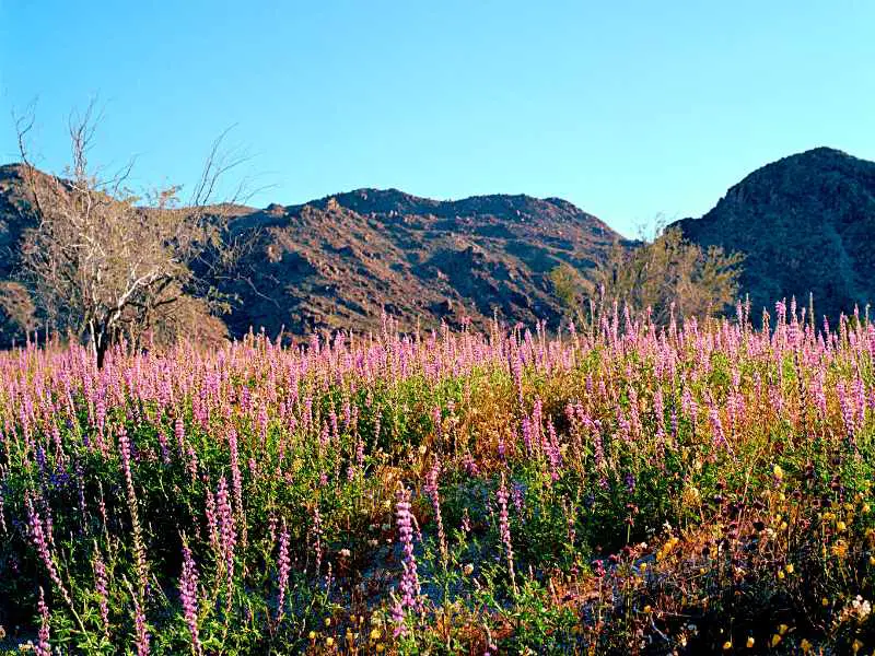 Colorful wildflowers below the rock mountains in Joshua Tree National Park.