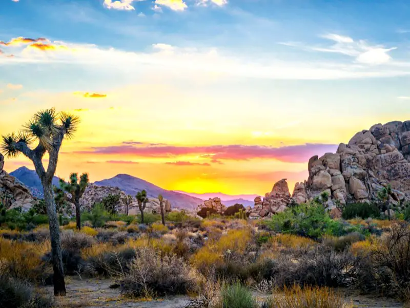 How To Get To Joshua Tree National Park, CA