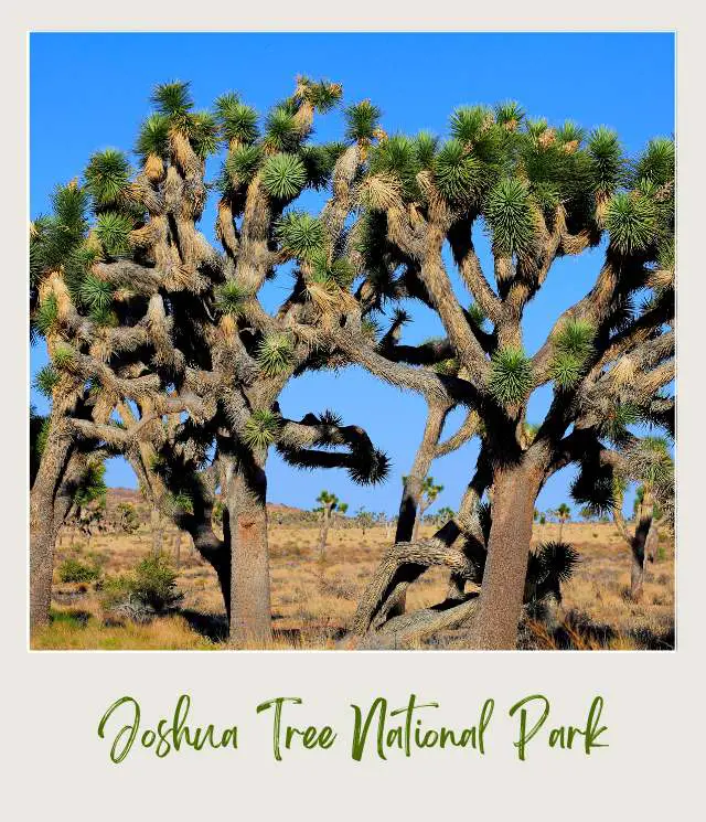 Group of Joshua trees in the middle of the day in Joshua Tree National Park.