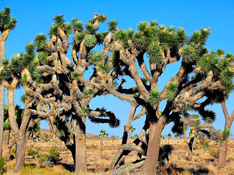 Group of Joshua trees in the middle of the day in Joshua Tree National Park.