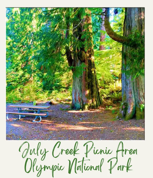 picnic table surrounded by large trees in Olympic National Park