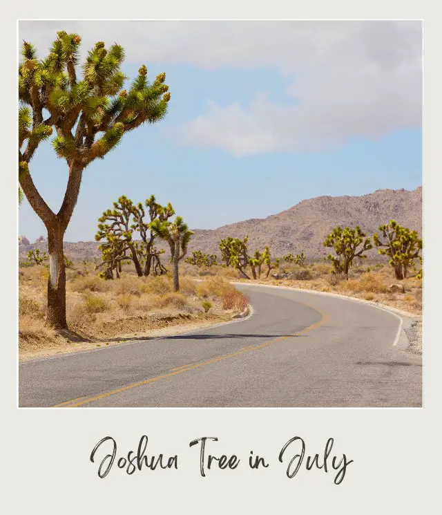 View of bent road along the cacti and field in Joshua Tree National Park.