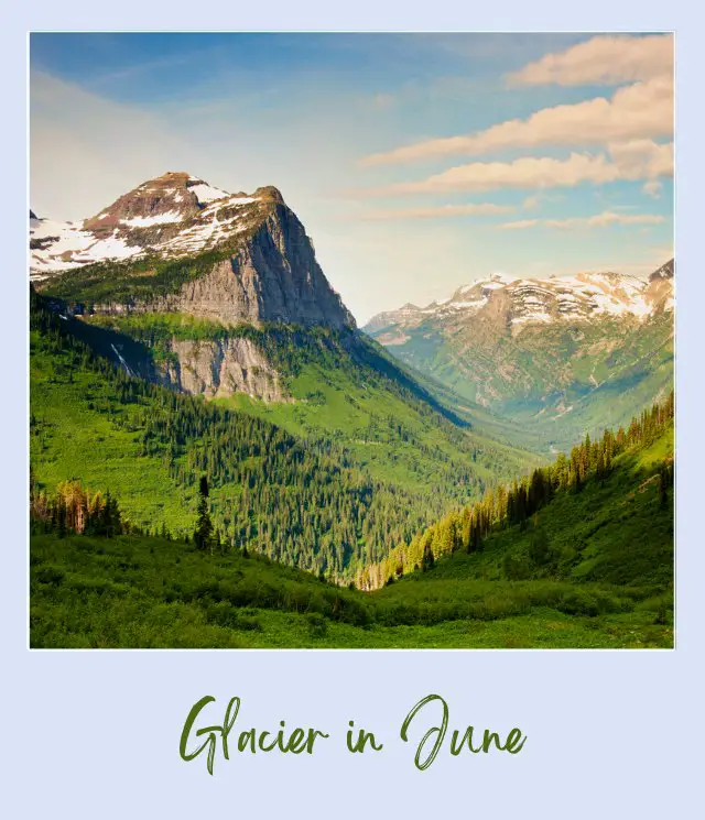 View of snow-capped mountains and below are trees and grassland in Glacier National Park.