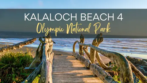 Wooden railing and bridge surrounded by plants and in front is a blue ocean with the texts that say, KALALOCH BEACH 4 OLYMPIC NATIONAL PARK.