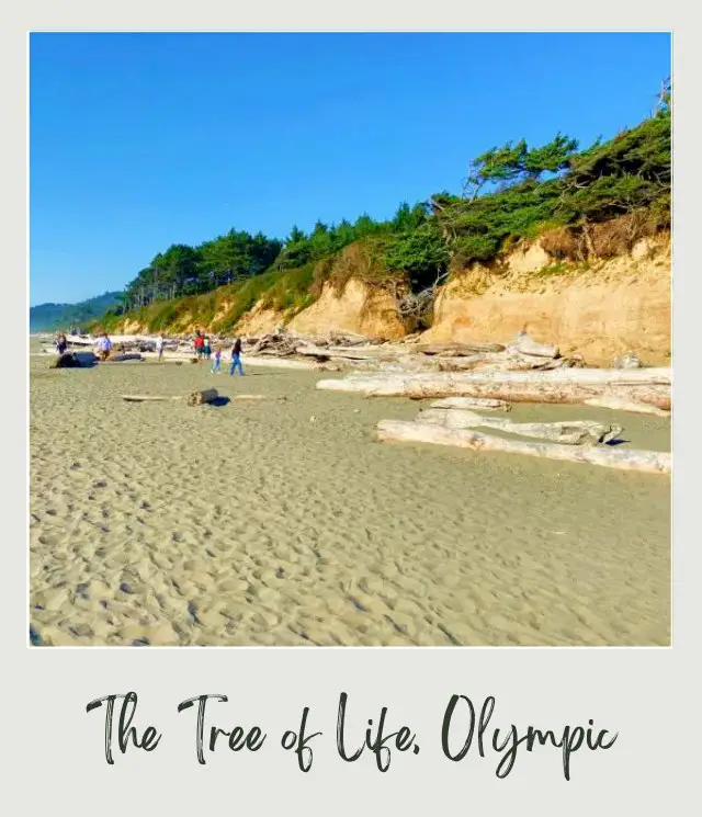The Tree of Life, Washington State: A Complete Guide People standing on the beach surrounded by tree logs and behind the ocean in Olympic National Park